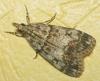 Eudonia sp.